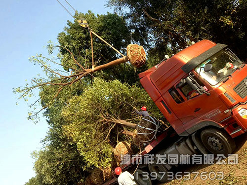20公分香樟，多桿香樟發(fā)車-(1)
