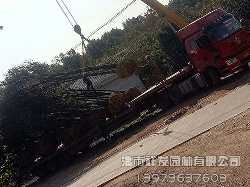 20公分香樟，多桿香樟發(fā)車-(2)